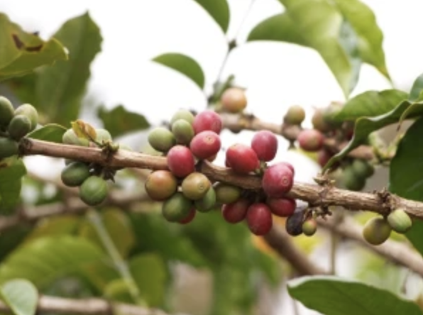 close up shot of coffee beans on the plant